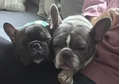 Marley Moo thumbnail 3