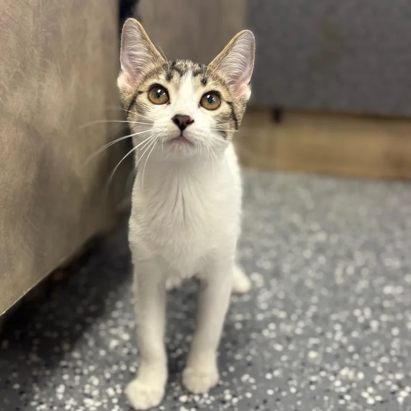 A baby small-sized female White Domestic Short Hair cat named Kennedy for adoption in Marshalltown, IA