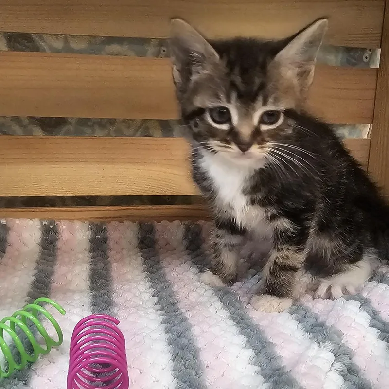 A baby small-sized male Black Domestic Short Hair cat named Clover for adoption in Lynchburg, VA
