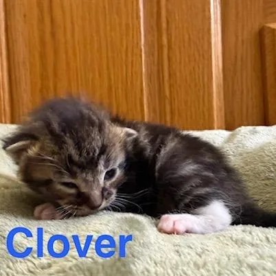 Clover thumbnail 4