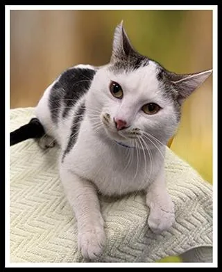 A young medium-sized male Domestic Short Hair cat named Mirri for adoption in Peoria, IL