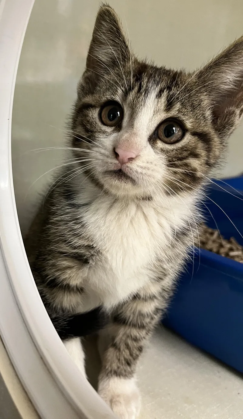 A baby medium-sized male Tabby cat named Woody for adoption in Lyle, WA