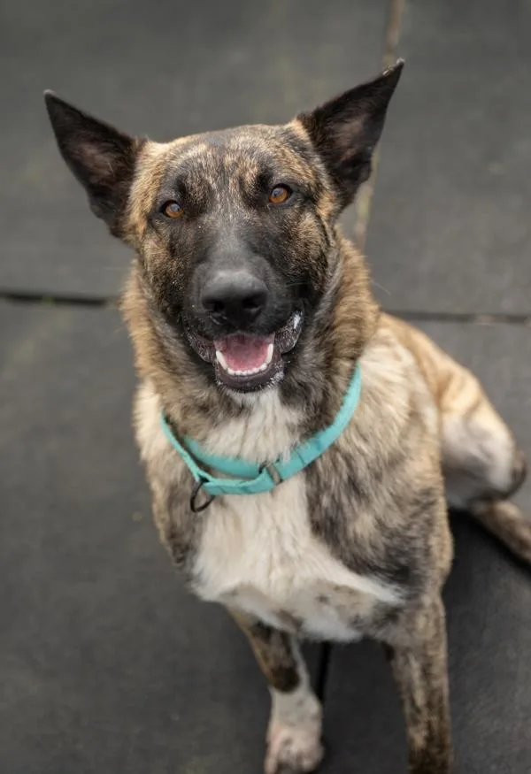 A young large-sized male Belgian Shepherd / Malinois dog named Automobile for adoption in Stratham, NH
