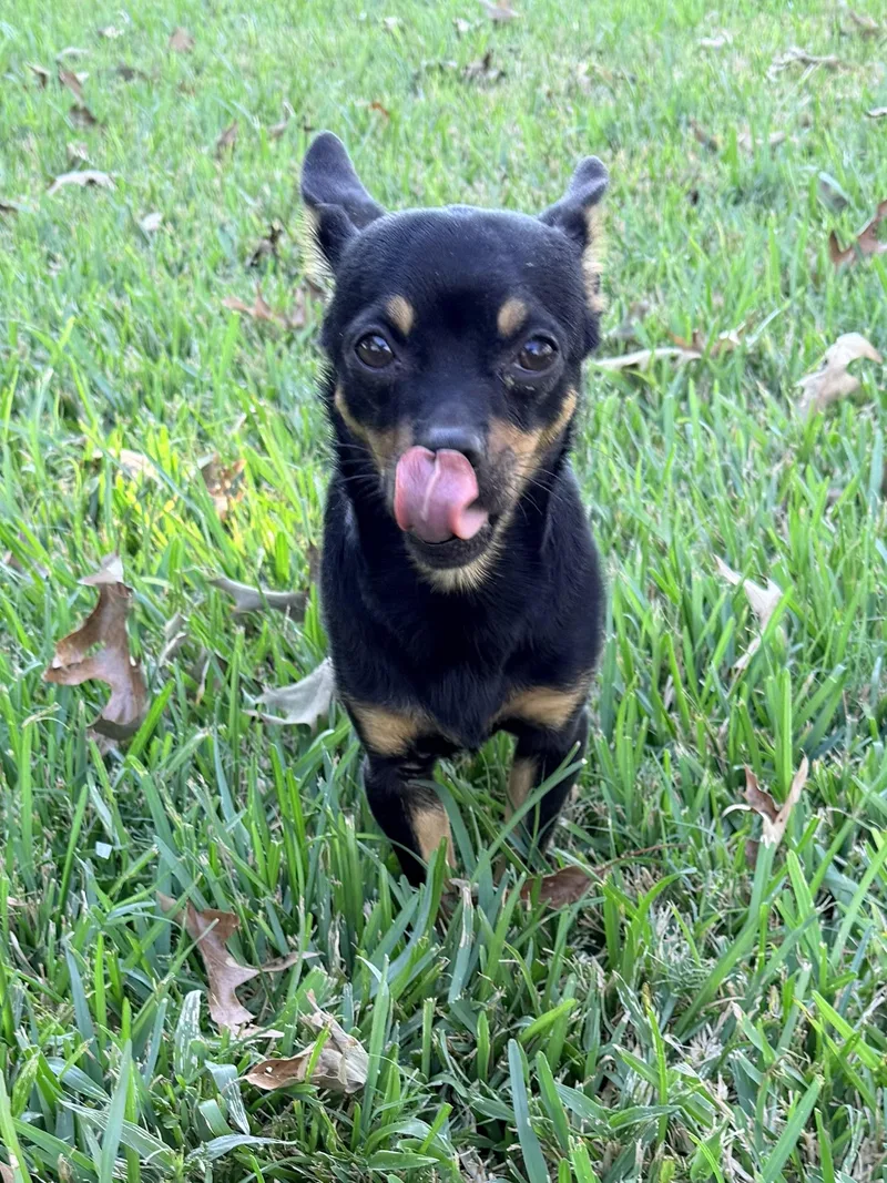 An adult small-sized male Chihuahua dog named Chipolte for adoption in Baker, LA