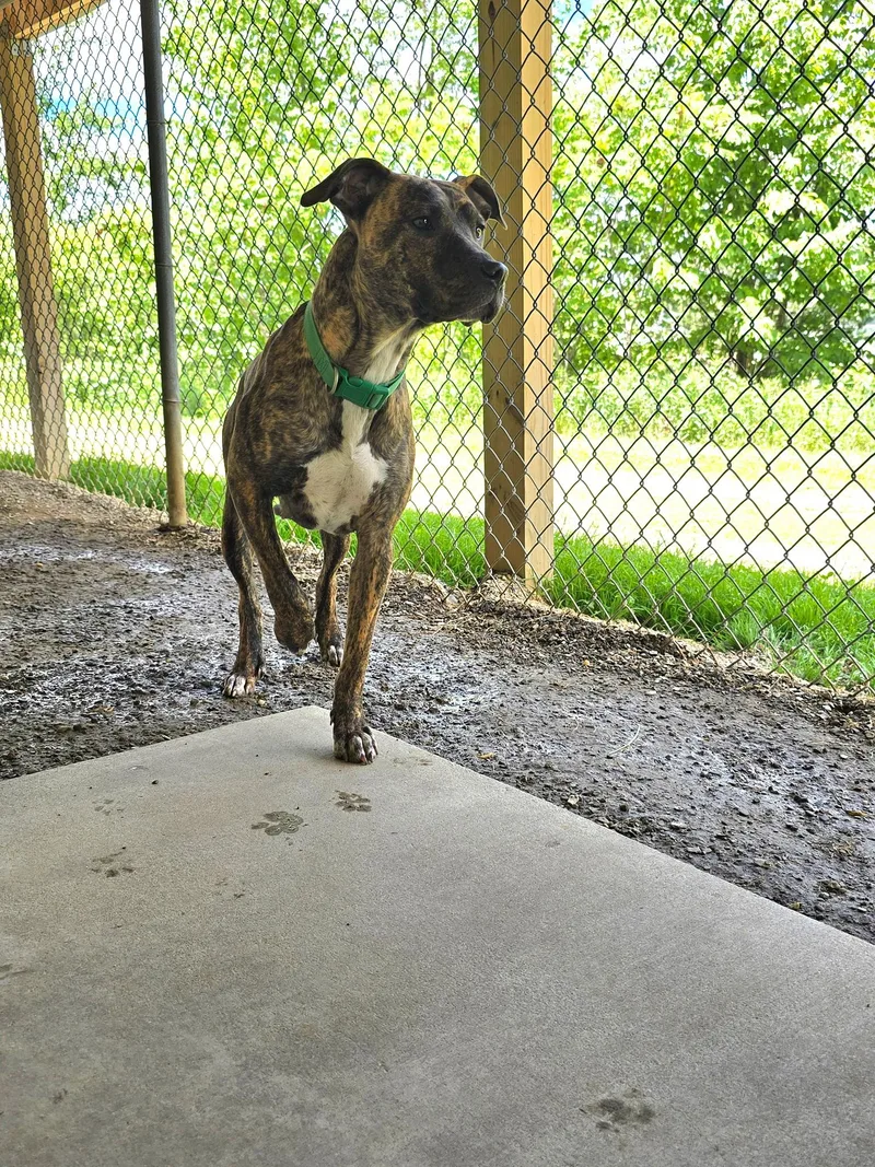 A baby medium-sized female Brindle Mixed Breed dog named Peach for adoption in Saint Marys, PA
