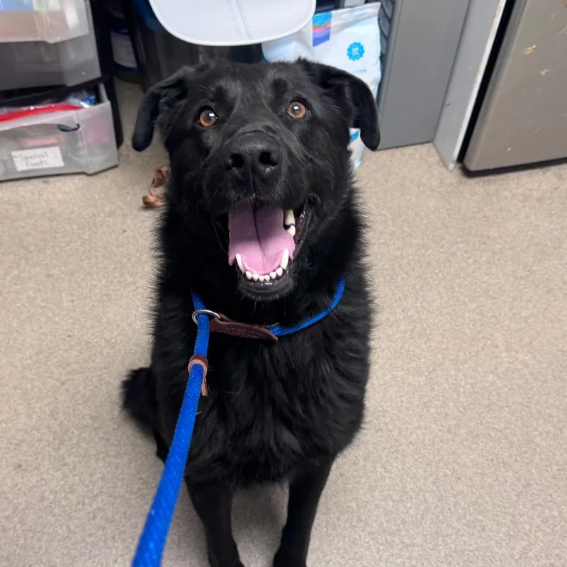 An adult medium-sized male Black Shepherd dog named Binx for adoption in Brookfield, WI