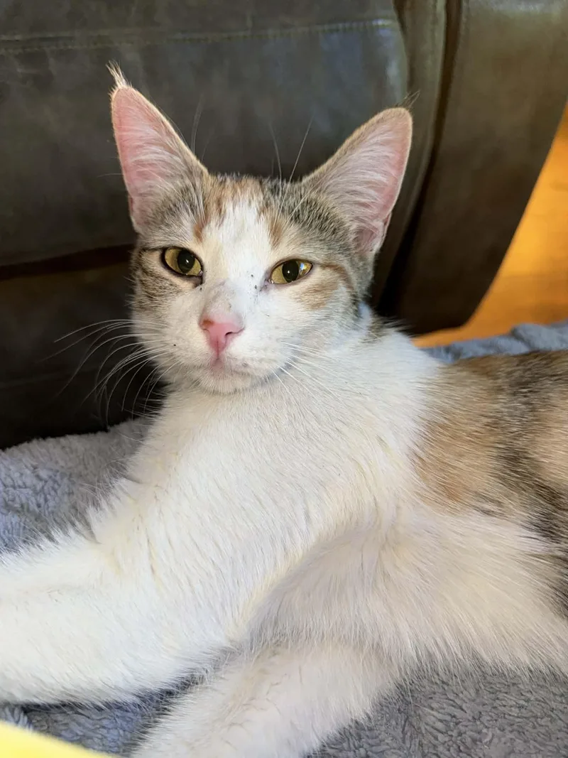 An adult medium-sized female Domestic Short Hair cat named Daphne for adoption in Globe, AZ