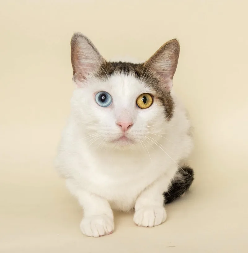 An adult medium-sized male White Domestic Short Hair cat named Squeak for adoption in Wyandotte, MI