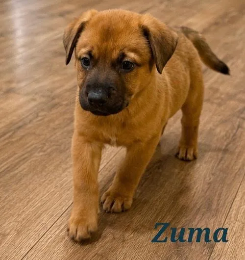 A baby medium-sized male Boxer dog named Zuma for adoption in Mount Pleasant, NC
