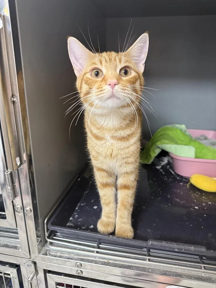 A young small-sized male Tabby (Orange / Red) Domestic Short Hair cat named Hobbs for adoption in West Mifflin, PA