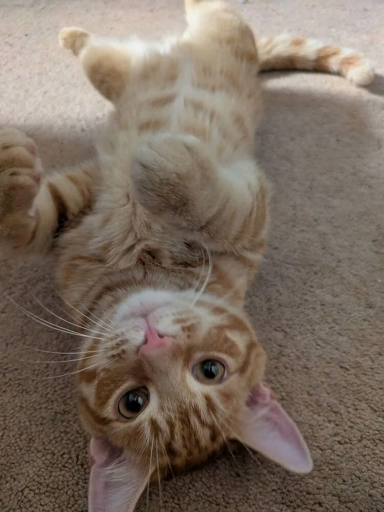 Hobbs thumbnail 2
