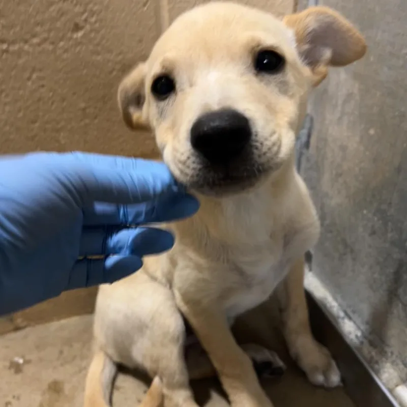 A baby small-sized female Brown / Chocolate Labrador Retriever dog named Lex for adoption in Edinburg, TX