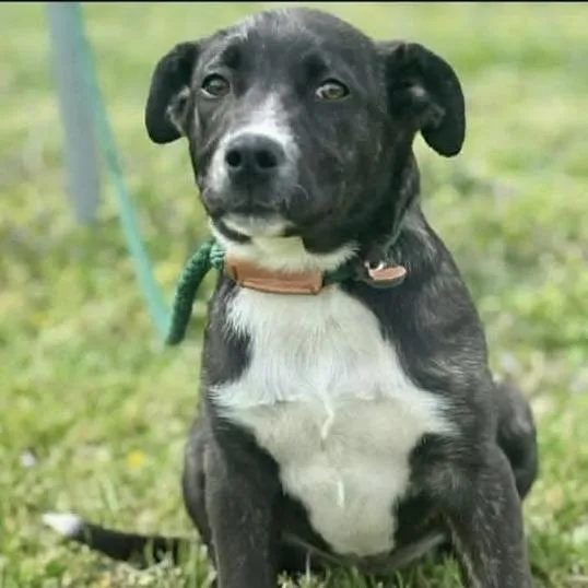 A baby medium-sized female Black Mixed Breed dog named Willow for adoption in Allentown, PA