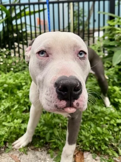 An adult medium-sized male Pit Bull Terrier dog named Ozzy for adoption in New Orleans, LA