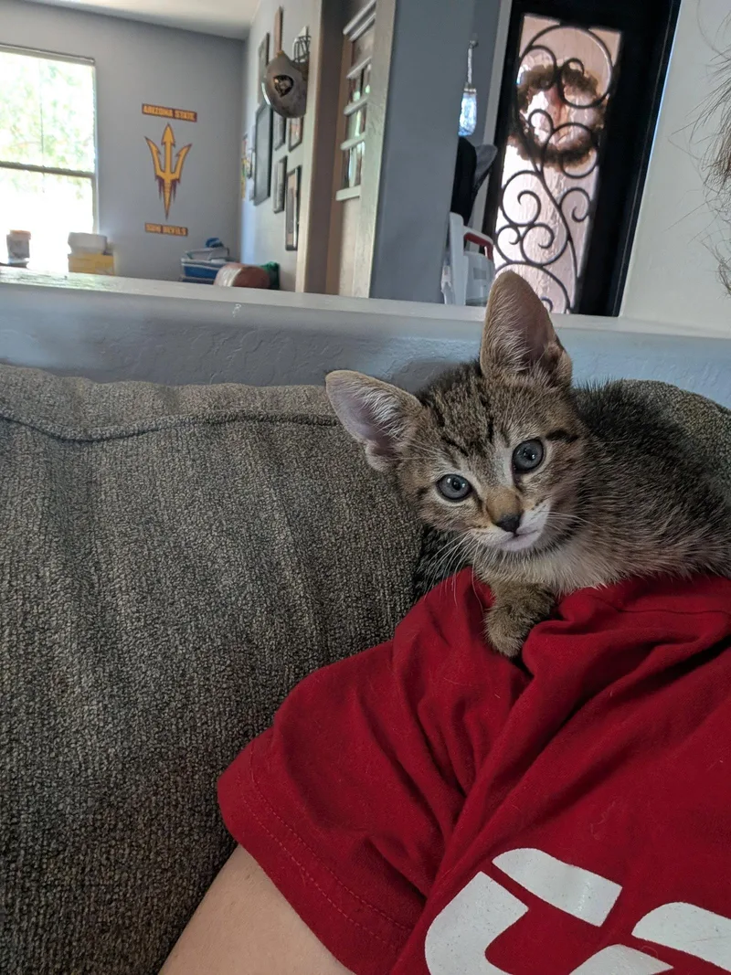 A baby medium-sized male Domestic Short Hair cat named Steven for adoption in Glendale, AZ