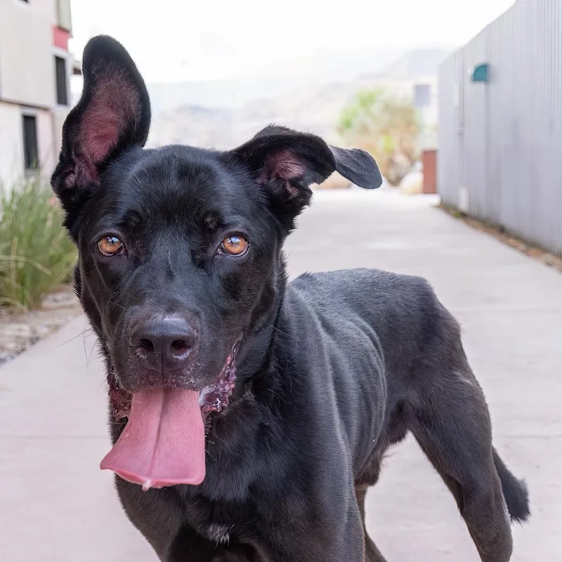 Sirius