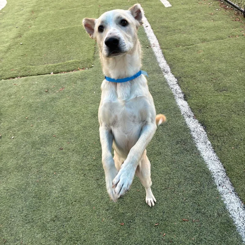 An adult medium-sized male Yellow / Tan / Blond / Fawn Mixed Breed dog named Alfie for adoption in Memphis, TN
