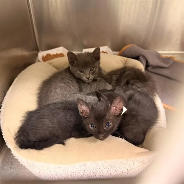 A baby small-sized female Domestic Short Hair cat named Lint for adoption in Tustin, CA