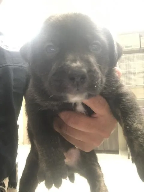 A baby small-sized male Pit Bull Terrier dog named Easy for adoption in Conroe, TX