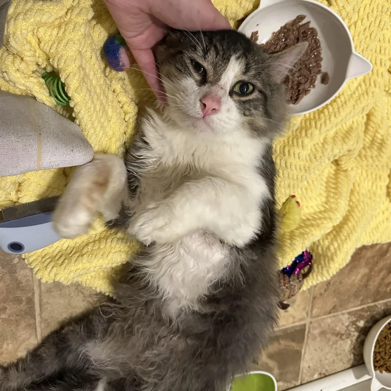 An adult medium-sized male Tabby (Gray / Blue / Silver) Domestic Long Hair cat named Elmo for adoption in Waveland, IN
