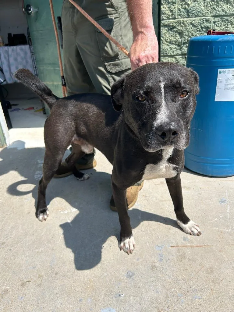 A young large-sized male Mixed Breed dog named Deer Boy  EOD for adoption in Chickamauga , GA