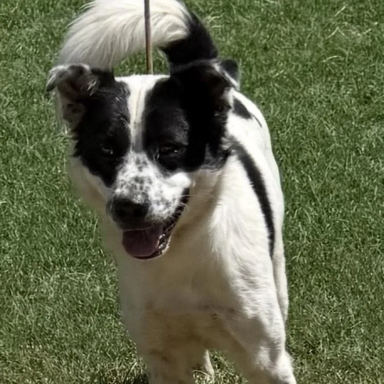 A young medium-sized male Black Collie dog named Dave for adoption in Hagerstown, MD