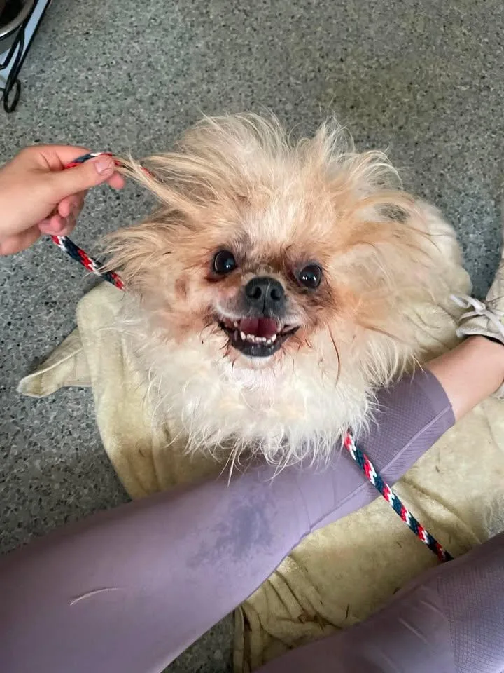 An adult small-sized female Apricot / Beige Schnauzer dog named Mocha for adoption in Wilmington, NC