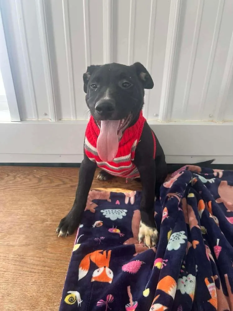 Thanksgiving Puppies : Mashed