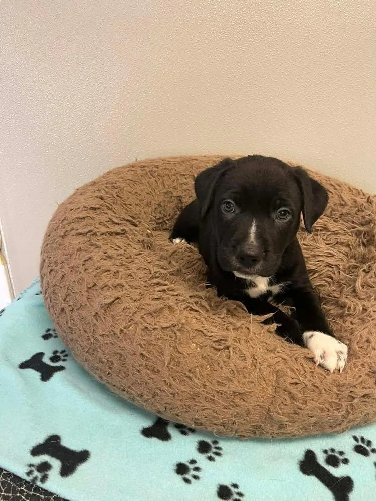 Thanksgiving Puppies : Mashed thumbnail 2