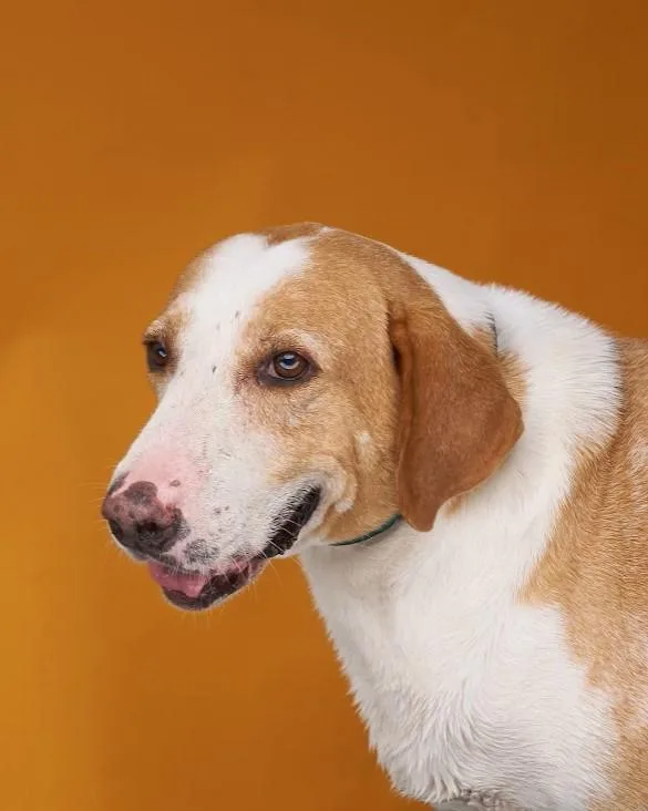 An adult large-sized male Labrador Retriever dog named Roper for adoption in Sullivan City, TX