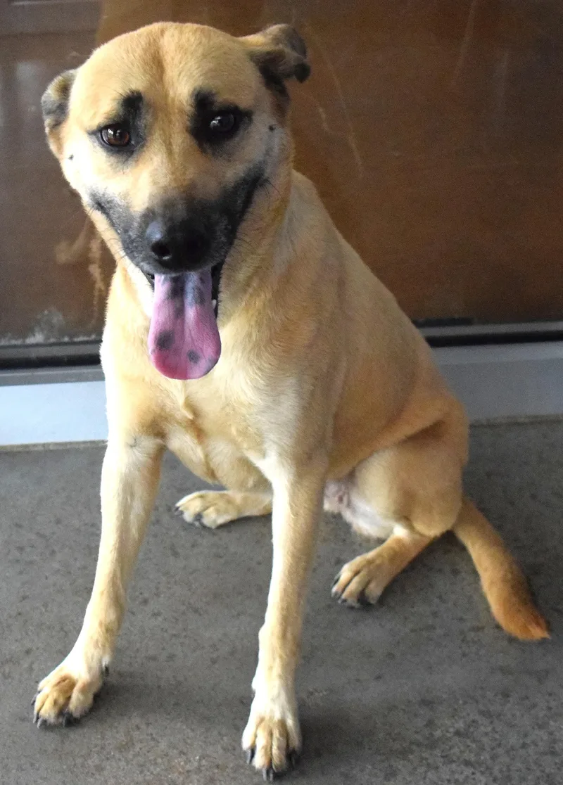 An adult medium-sized female Black Mouth Cur dog named 22335 for adoption in Broken Arrow, OK