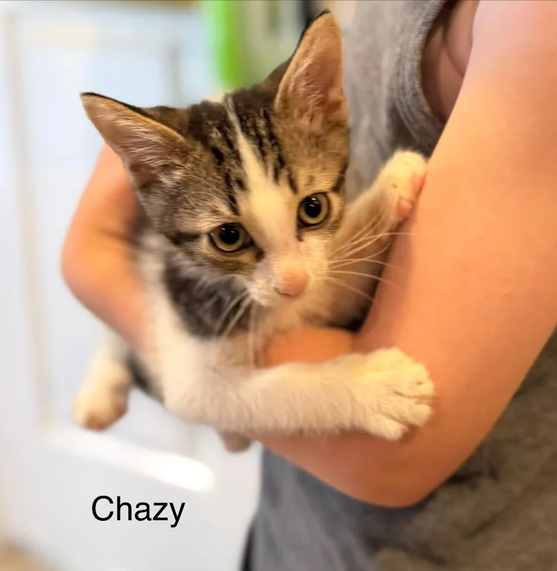 Chazy thumbnail 2
