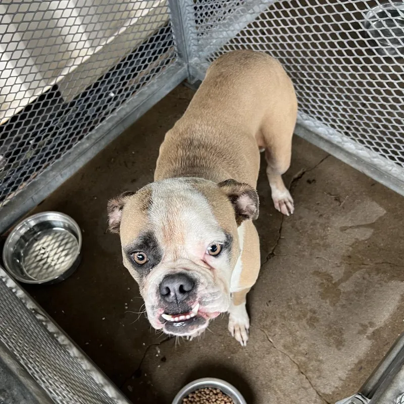 An adult medium-sized female Brown / Chocolate American Bulldog dog named Daffy for adoption in Lake Jackson, TX