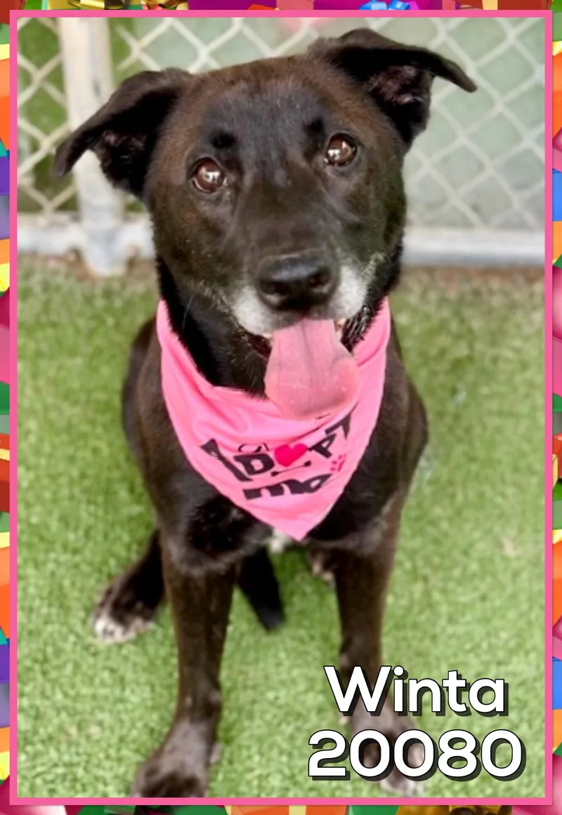 An adult medium-sized female Black Labrador Retriever dog named Winta for adoption in Marietta, GA