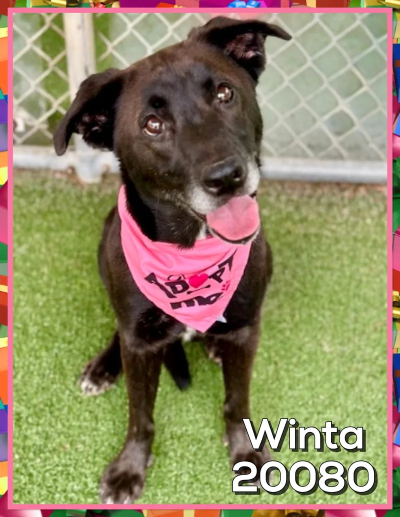 Winta thumbnail 3