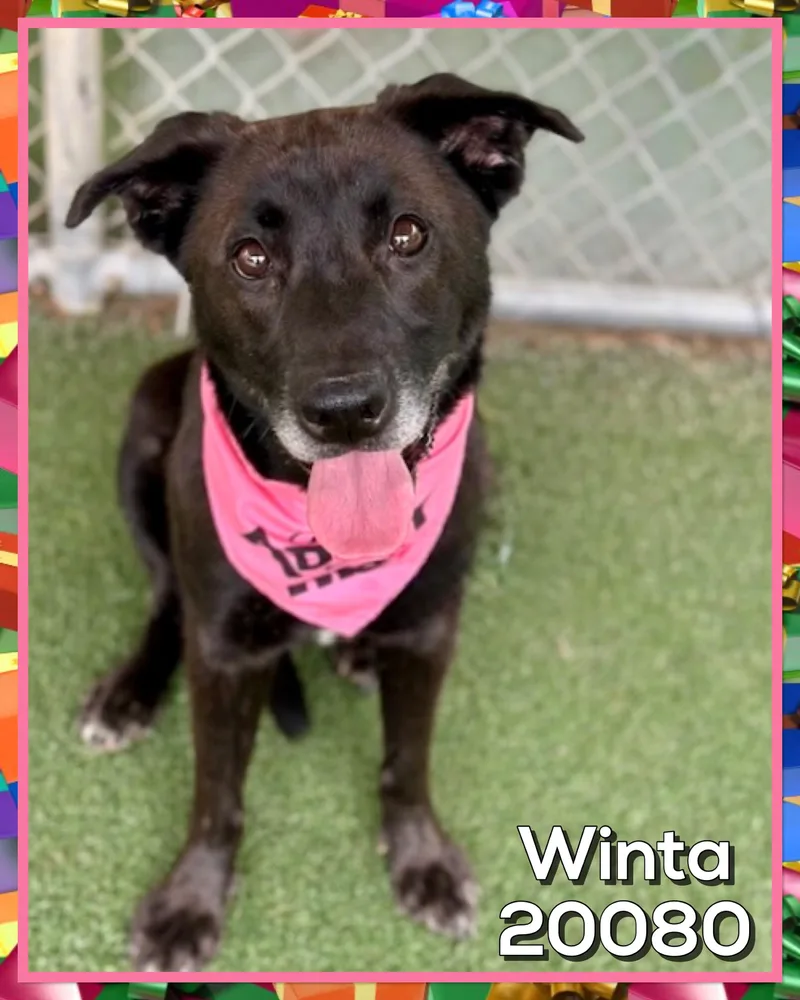 Winta thumbnail 4