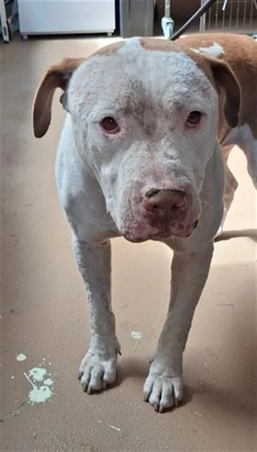 An adult large-sized male Pit Bull Terrier dog named Cupido for adoption in Chula Vista, CA