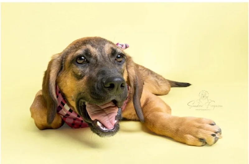 A baby large-sized female Shepherd dog named Peach for adoption in Princeton, MA