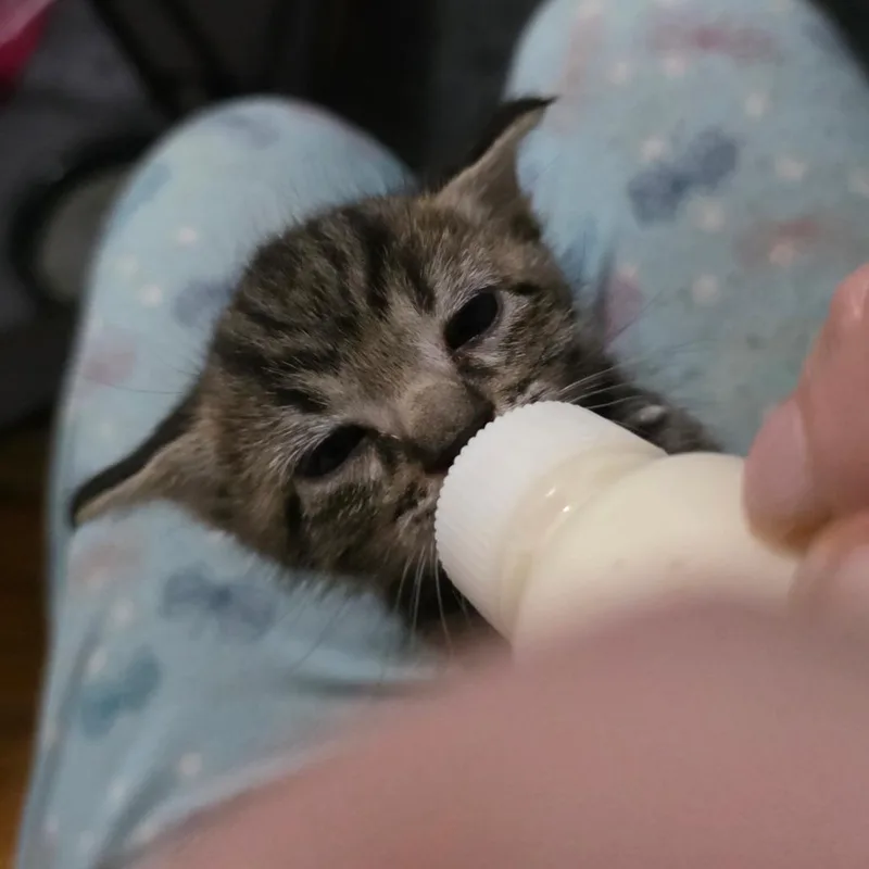 Gremlin thumbnail 2