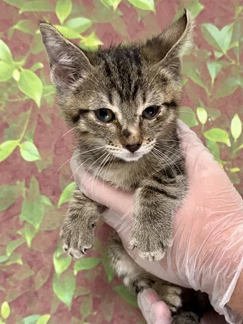 A baby small-sized male Domestic Short Hair cat named Hawaiian Tropic for adoption in San Antonio, TX