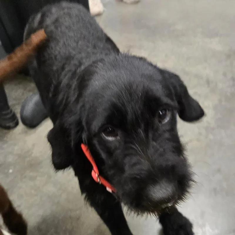 A baby medium-sized male Black Labrador Retriever dog named Albert for adoption in Hannibal, MO