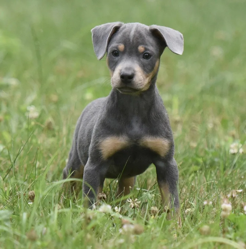 A baby medium-sized female Pit Bull Terrier dog named Gretel for adoption in Mechanicsburg, PA