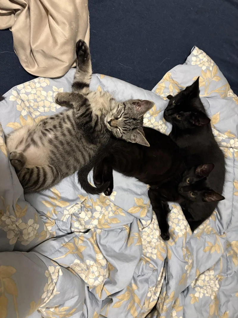 A baby medium-sized male Domestic Short Hair cat named Liberty Prime for adoption in Broomall, PA