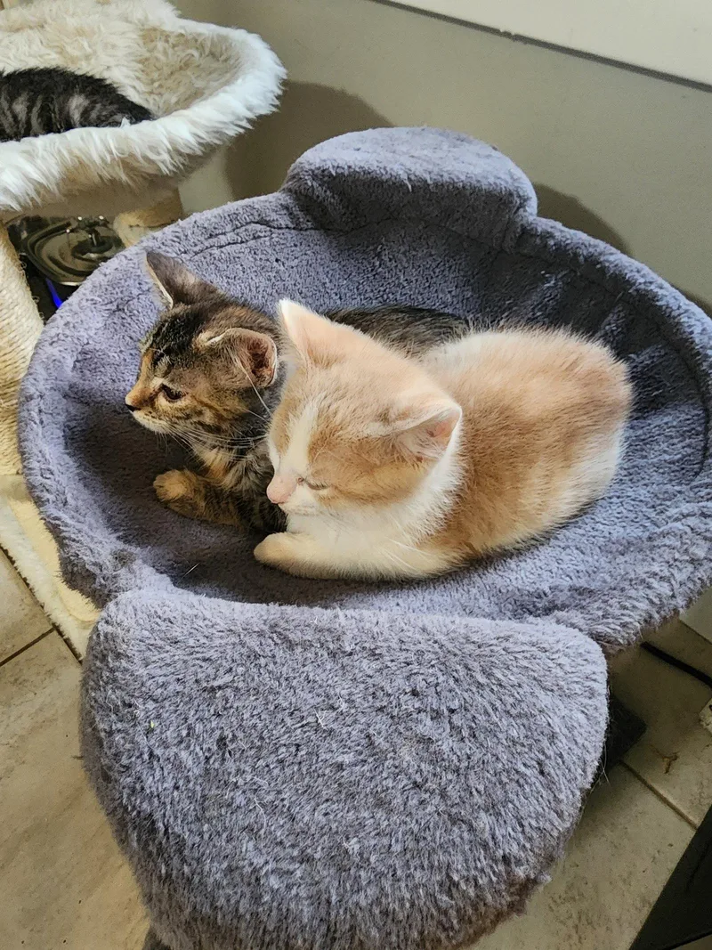 A baby medium-sized male Orange & White Domestic Short Hair cat named Pita for adoption in Wheaton, IL