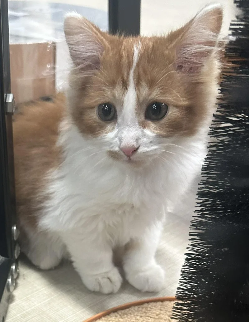 A young small-sized male Orange & White Domestic Short Hair cat named Ginger Ale for adoption in Webster City, IA
