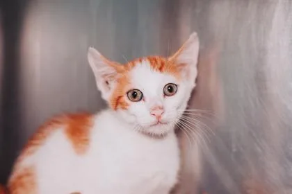 An adult small-sized male Domestic Short Hair cat named a Beans & RicePetSmart for adoption in North Charleston, SC