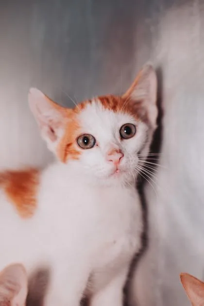 a Beans & RicePetSmart thumbnail 2