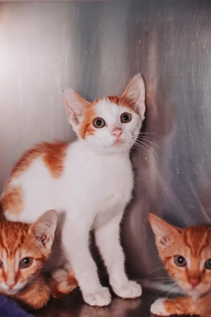 a Beans & RicePetSmart thumbnail 3