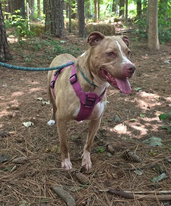 An adult medium-sized female Pit Bull Terrier dog named Nova for adoption in Salisbury, MD