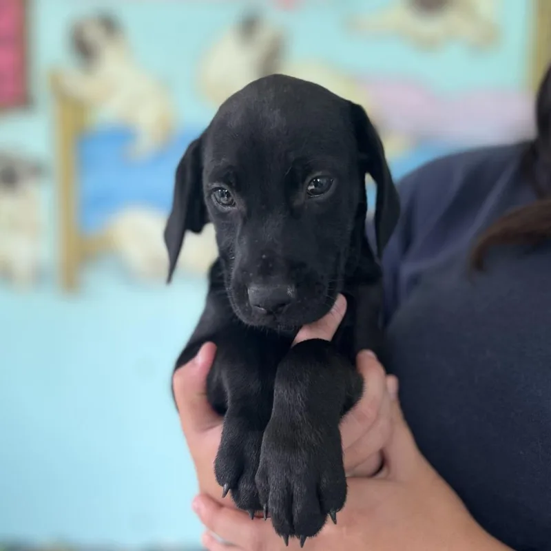 An adult medium-sized male Black Australian Shepherd dog named Thor aka Han Solo for adoption in LOXAHATCHEE, FL